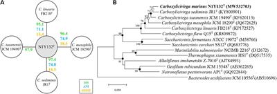 Carboxylicivirga marinus sp. nov., Isolated From Marine Sediment, and Genome Insight of the Genus Carboxylicivirga